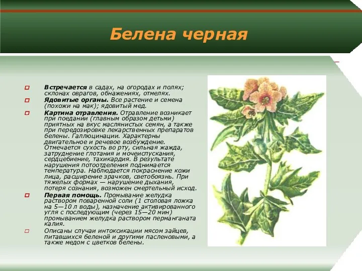 Белена черная Встречается в садах, на огородах и полях; склонах оврагов, обнажениях, отмелях.