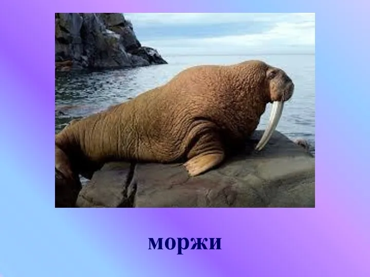 моржи