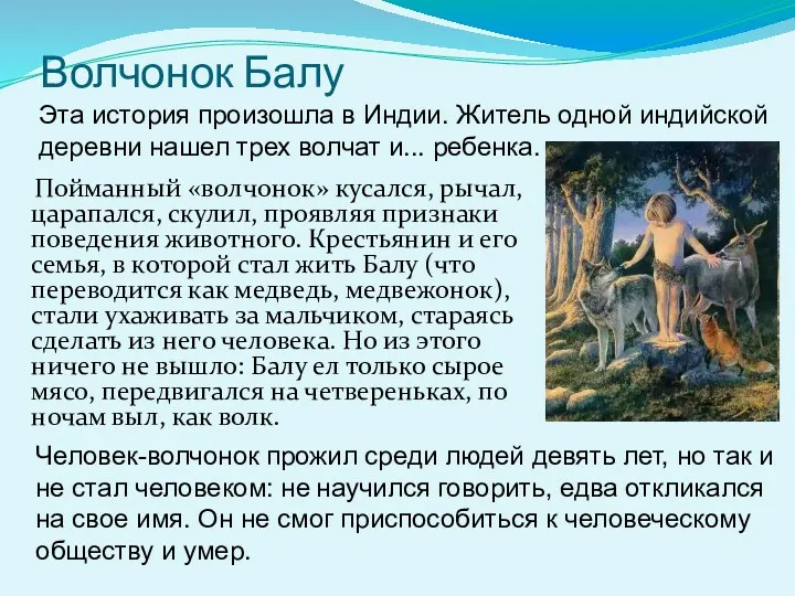 Волчонок Балу Пойманный «волчонок» кусался, рычал, царапался, скулил, проявляя признаки