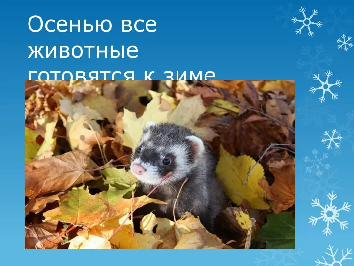 Осенью все животные готовятся к зиме.