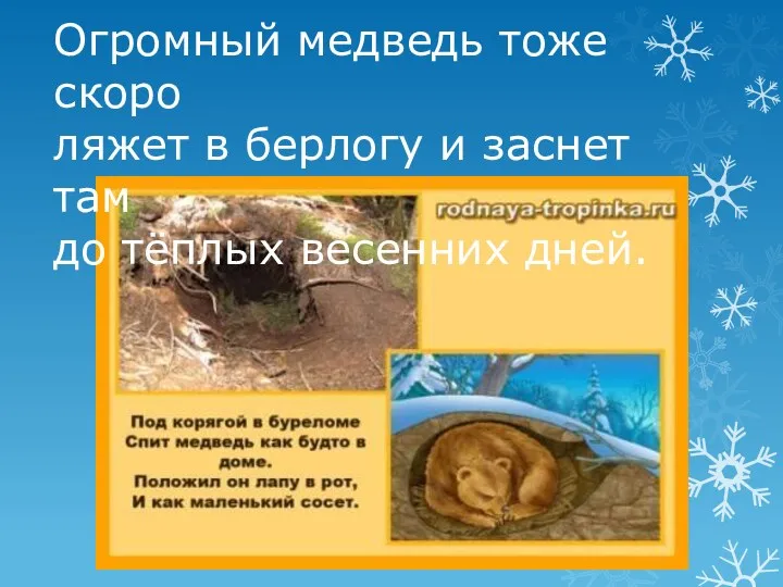 Огромный медведь тоже скоро ляжет в берлогу и заснет там до тёплых весенних дней.