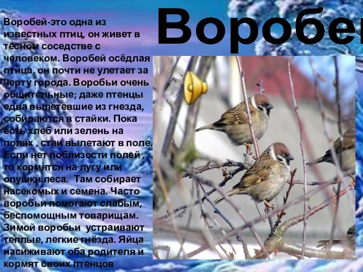 Воробей Воробей-это одна из известных птиц, он живет в тесном