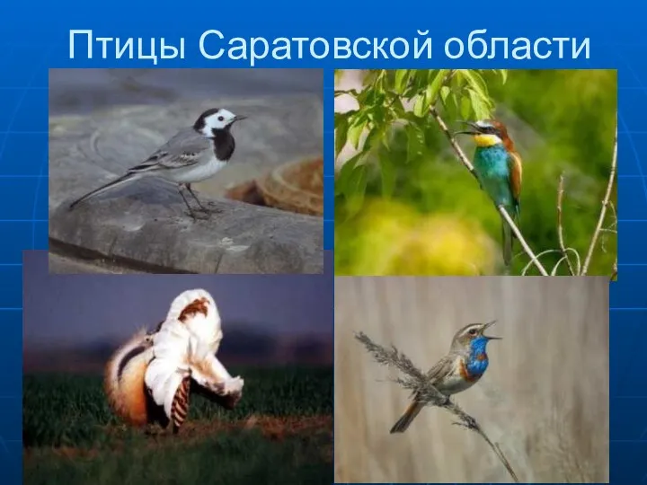 Птицы Саратовской области