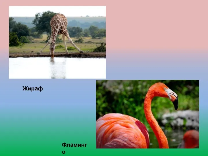 Жираф Фламинго