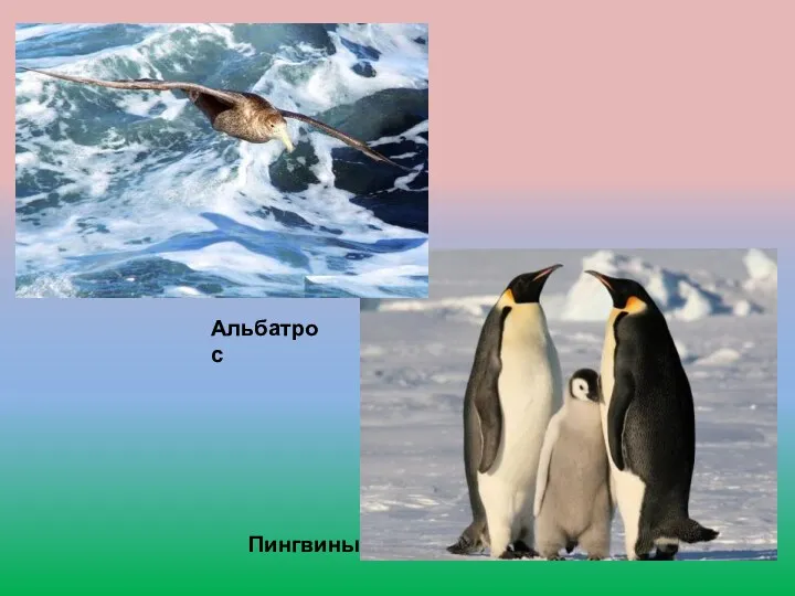 Пингвины Альбатрос