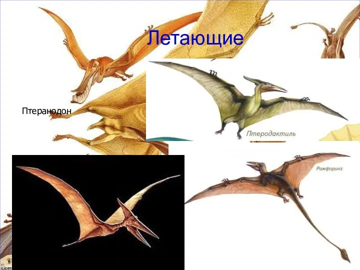 Летающие Птеранодон