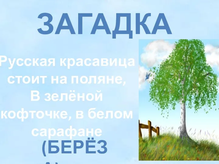 ЗАГАДКА . Русская красавица стоит на поляне, В зелёной кофточке, в белом сарафане (БЕРЁЗА)
