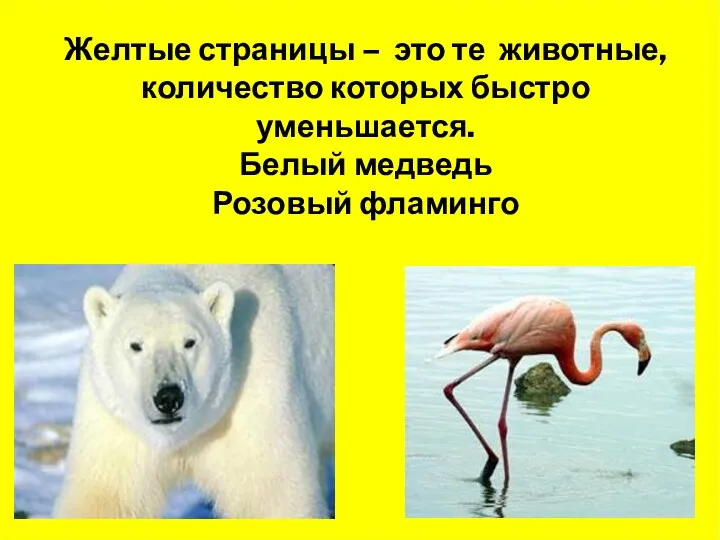 Желтые страницы – это те животные, количество которых быстро уменьшается. Белый медведь Розовый фламинго