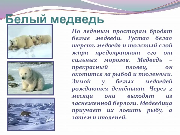 Белый медведь По ледяным просторам бродят белые медведи. Густая белая шерсть медведя и