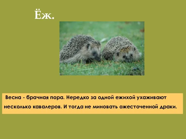 Ёж. Весна - брачная пора. Нередко за одной ежихой ухаживают несколько кавалеров. И