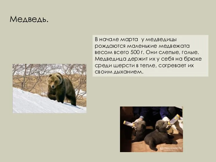 В начале марта у медведицы рождаются маленькие медвежата весом всего 500 г. Они