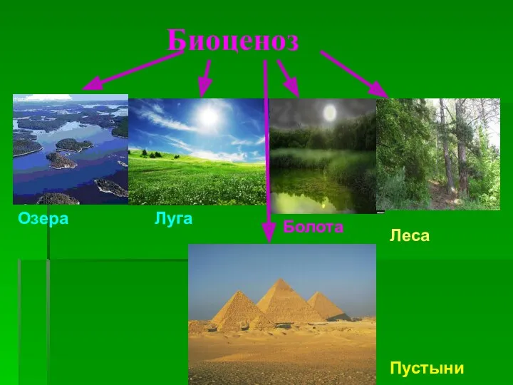 Биоценоз Озера Луга Болота Леса Пустыни