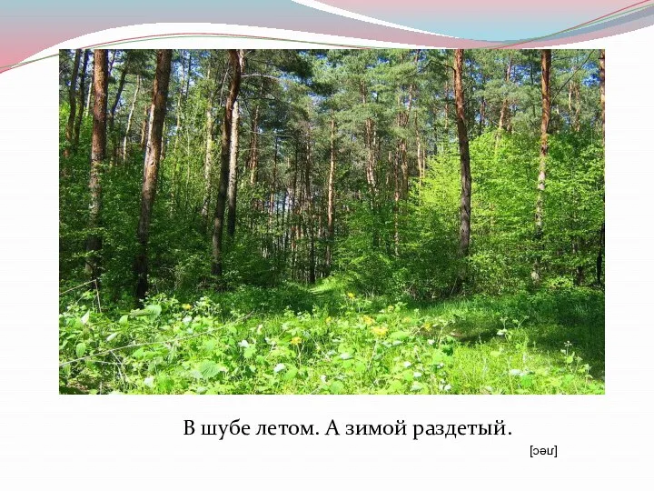 В шубе летом. А зимой раздетый. [лес]