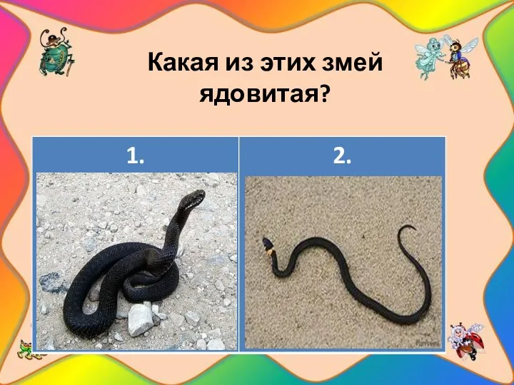 Какая из этих змей ядовитая?