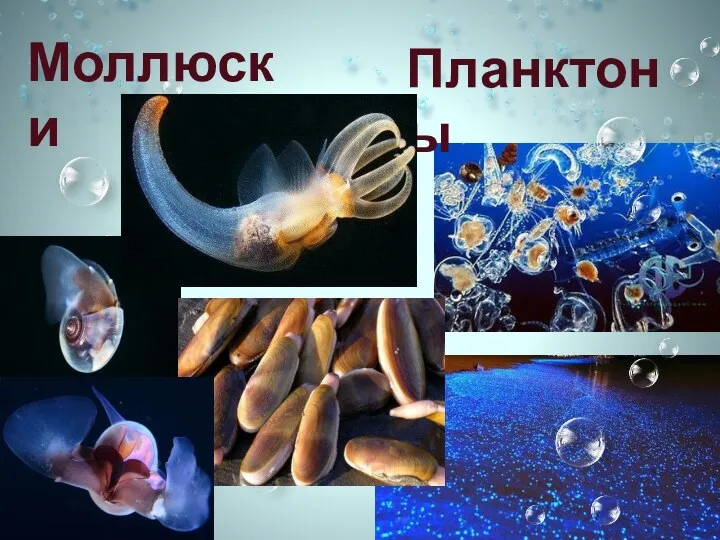 Моллюски Планктоны