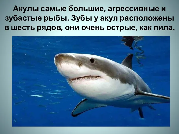 Акулы самые большие, агрессивные и зубастые рыбы. Зубы у акул расположены в шесть