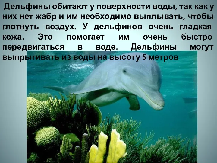 Дельфины обитают у поверхности воды, так как у них нет жабр и им