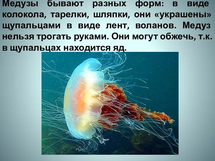 Медузы бывают разных форм: в виде колокола, тарелки, шляпки, они «украшены» щупальцами в