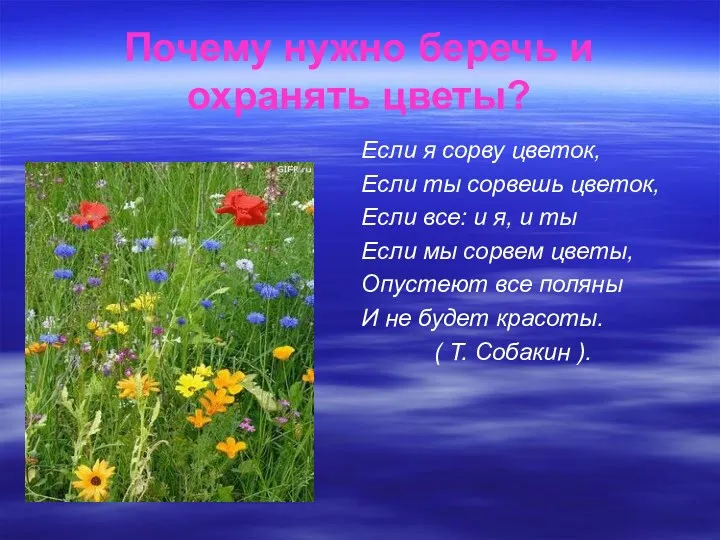 Почему нужно беречь и охранять цветы? Если я сорву цветок, Если ты сорвешь