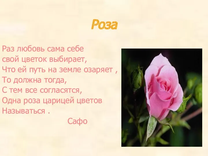 Роза Раз любовь сама себе свой цветок выбирает, Что ей