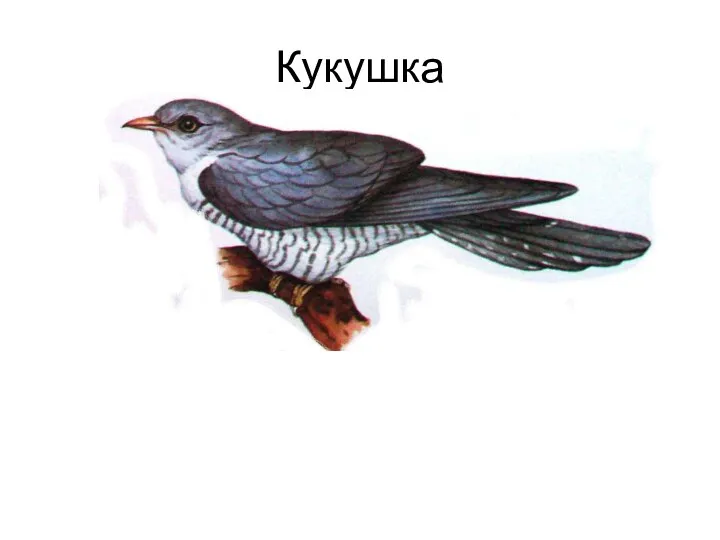 Кукушка