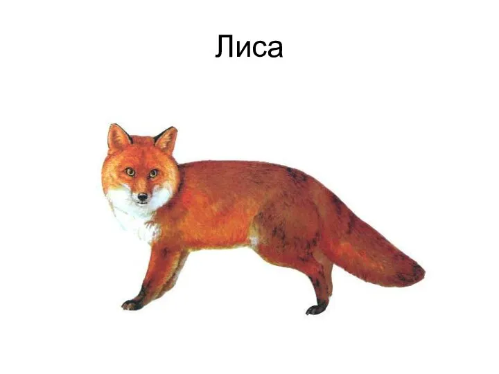 Лиса