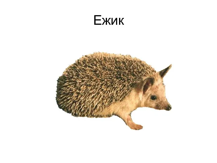 Ежик