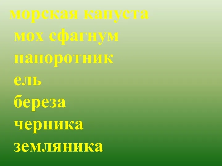 морская капуста мох сфагнум папоротник ель береза черника земляника