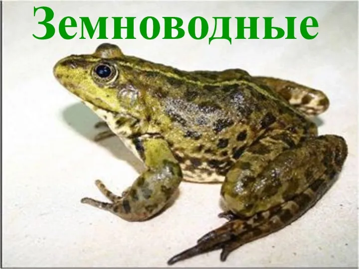 Земноводные