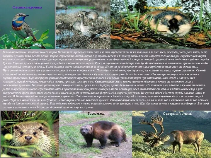 Млекопитающие национального парка Паанаярви представлены типичными представителями таежной зоны: лось, медведь, рысь, росомаха,