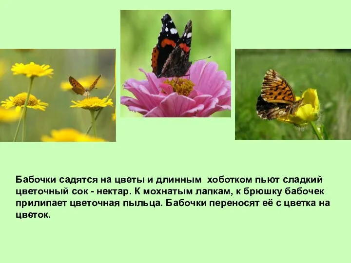 Бабочки садятся на цветы и длинным хоботком пьют сладкий цветочный