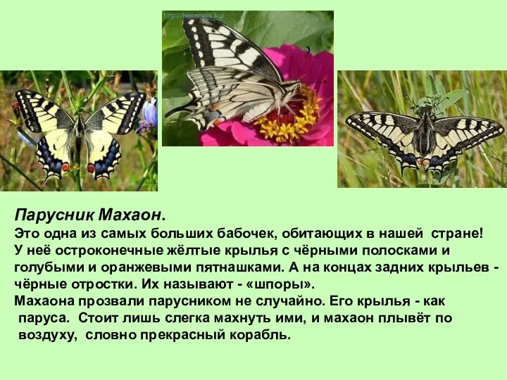 Парусник Махаон. Это одна из самых больших бабочек, обитающих в нашей стране! У