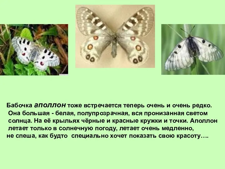 Бабочка аполлон тоже встречается теперь очень и очень редко. Она большая - белая,