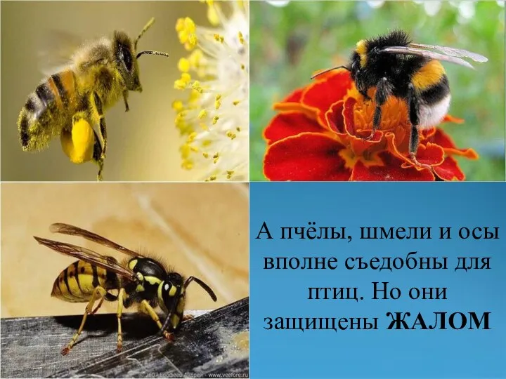 А пчёлы, шмели и осы вполне съедобны для птиц. Но они защищены ЖАЛОМ