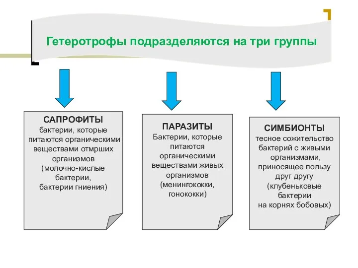 Гетеротрофы подразделяются на три группы САПРОФИТЫ бактерии, которые питаются органическими