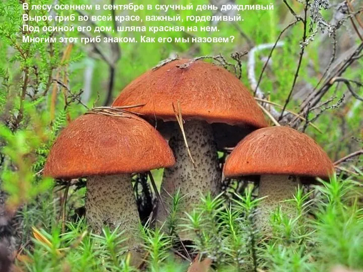 В лесу осеннем в сентябре в скучный день дождливый Вырос гриб во всей