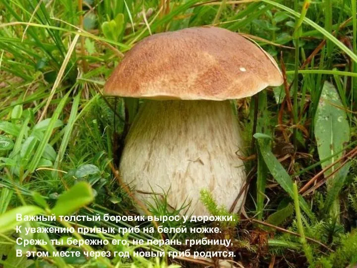 Важный толстый боровик вырос у дорожки. К уважению привык гриб на белой ножке.