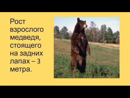 Рост взрослого медведя, стоящего на задних лапах – 3 метра.