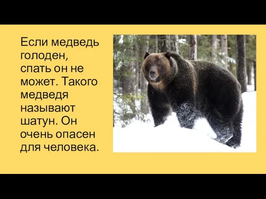 Если медведь голоден, спать он не может. Такого медведя называют шатун. Он очень опасен для человека.