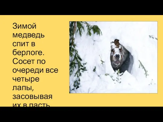 Зимой медведь спит в берлоге. Сосет по очереди все четыре лапы, засовывая их в пасть.