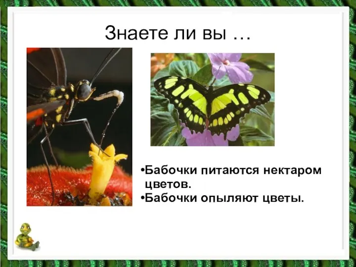 Знаете ли вы … Бабочки питаются нектаром цветов. Бабочки опыляют цветы.