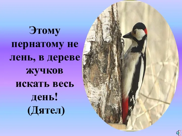 Этому пернатому не лень, в дереве жучков искать весь день! (Дятел) ?