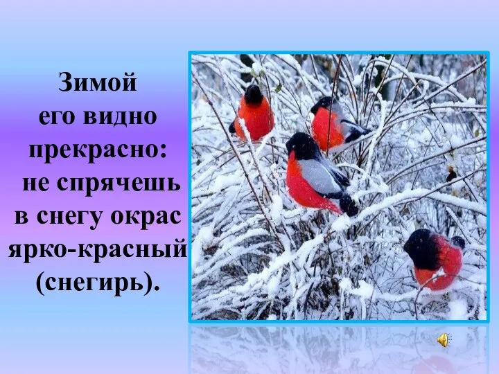 Зимой его видно прекрасно: не спрячешь в снегу окрас ярко-красный (снегирь). ?