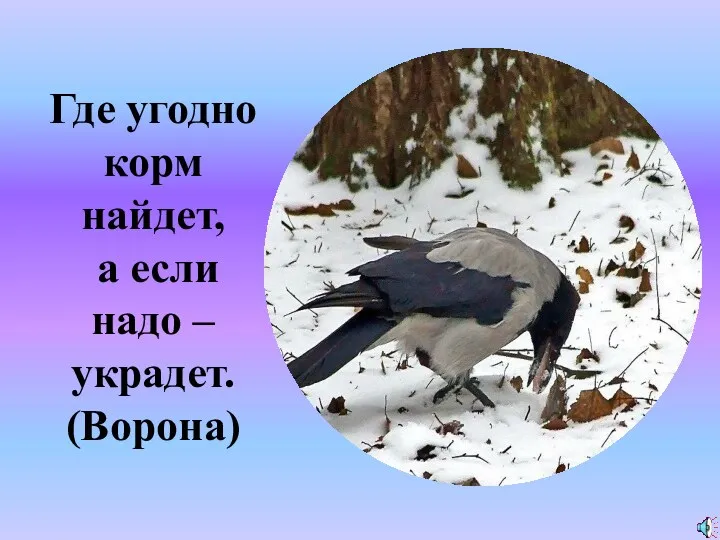 Где угодно корм найдет, а если надо – украдет. (Ворона) ?