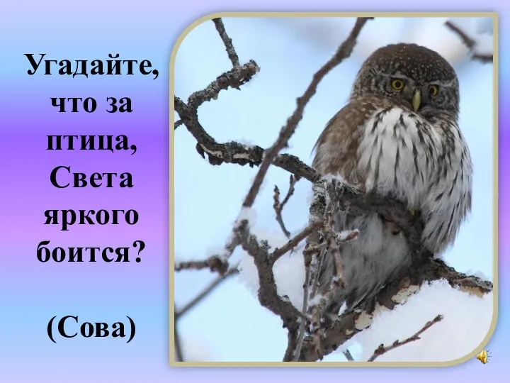 Угадайте, что за птица, Света яркого боится? (Сова) ?