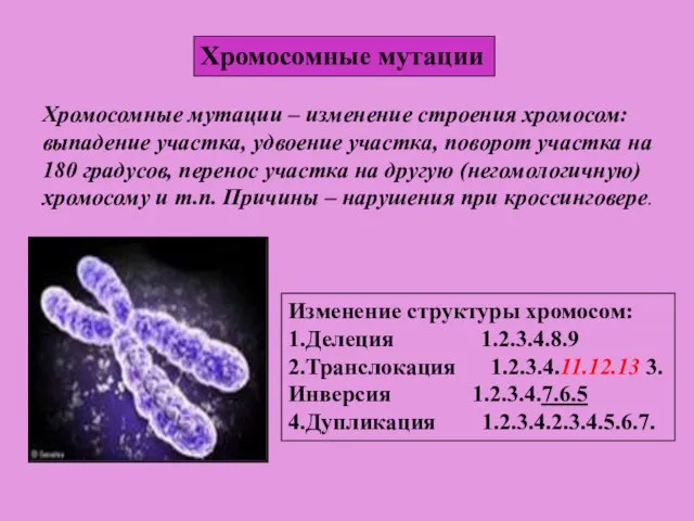 Хромосомные мутации Изменение структуры хромосом: 1.Делеция 1.2.3.4.8.9 2.Транслокация 1.2.3.4.11.12.13 3.Инверсия