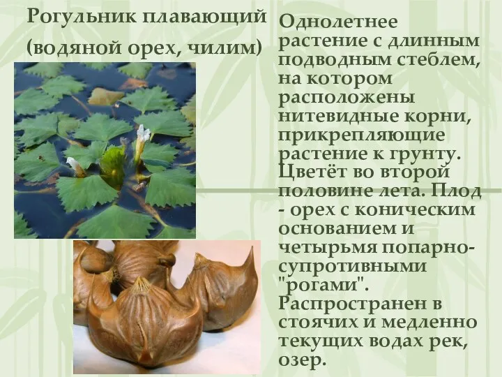 Рогульник плавающий (водяной орех, чилим) Однолетнее растение с длинным подводным