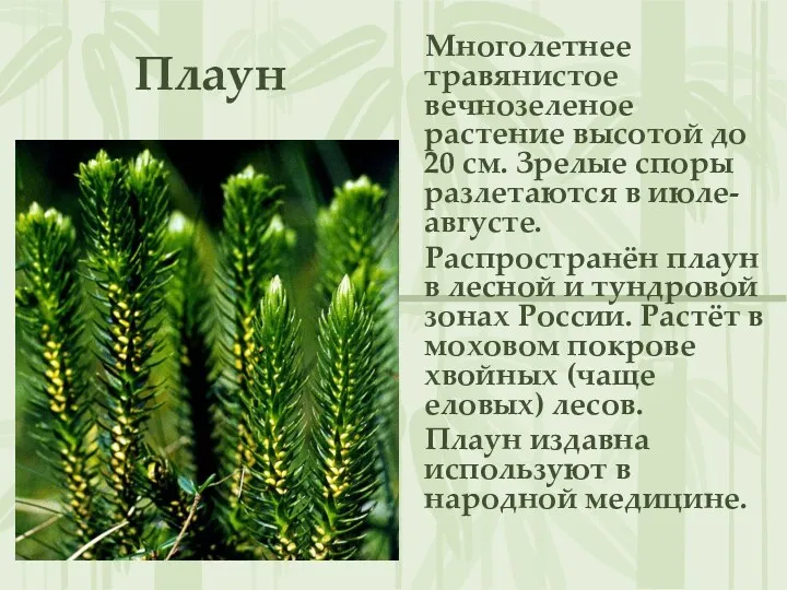 Плаун Многолетнее травянистое вечнозеленое растение высотой до 20 см. Зрелые