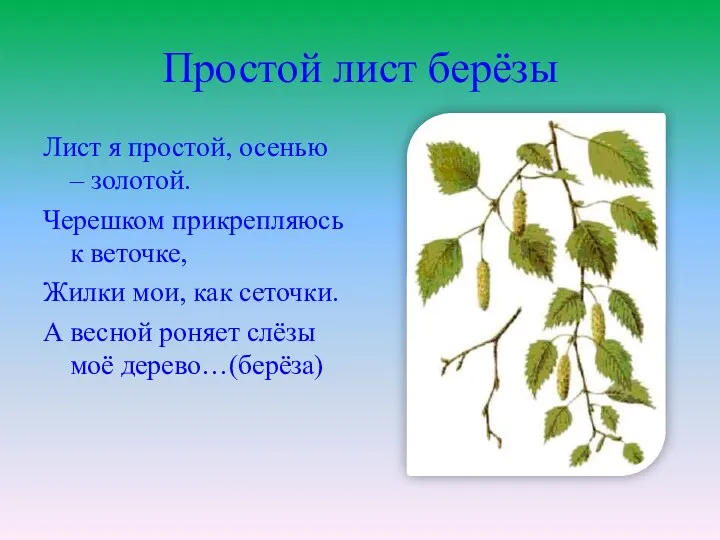 Простой лист берёзы Лист я простой, осенью – золотой. Черешком