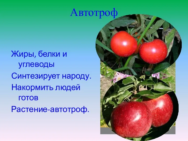 Автотроф Жиры, белки и углеводы Синтезирует народу. Накормить людей готов Растение-автотроф.